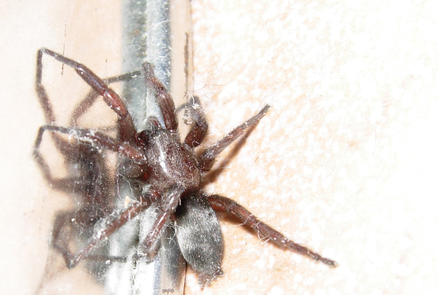 Platnickina, Cheiracanthium, Steatoda, Scotophaeus